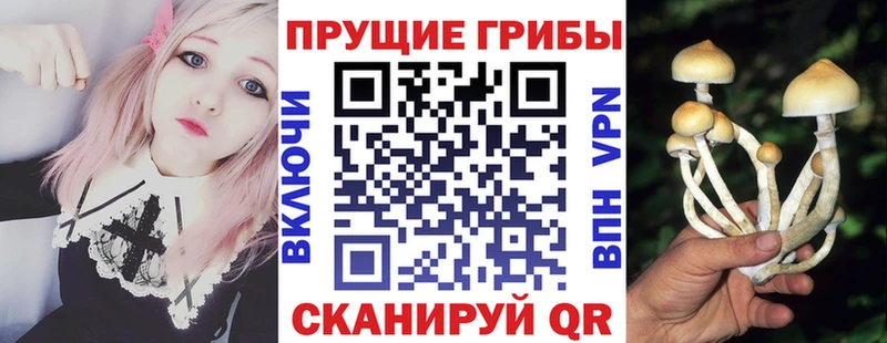 Галлюциногенные грибы Psilocybe  MEGA ССЫЛКА  Пошехонье 